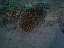 В Камышине в 5-м микрорайоне на «фотосессию» вышли ежики