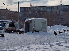 Администрации Камышина плевать на проблему бродячих собак: я написал о ней президенту, - камышанин