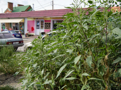 В Камышине чуть ли не вровень с забором центрального рынка выросли джунгли амброзии и других сорняков, - камышанка