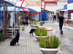 Чиновники вручат камышанам деньги за помощь в проблеме с бездомными собаками  