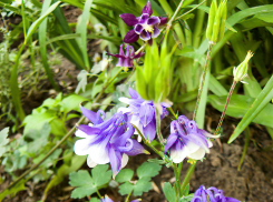 +27 градусов с легким ветерком: комфортную летнюю погоду обещают камышанам во Всемирный День блондинок 31 мая