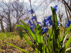 Повод заработать шестилетний тюремный срок появился у каждого жителя Волгоградской области с букетом полевых цветов 