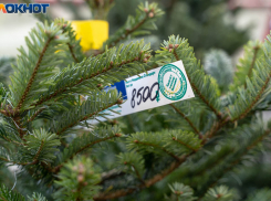 Волгоградцы напугали камышан ценами на живые елки