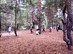 Камышане скучают по осеннему лесу и гуляют в нем, несмотря на запрет