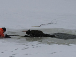 В Камышине на Волге пришлось спасать двух провалившихся в воду рыбаков, пожилого и молодого (ВИДЕО)