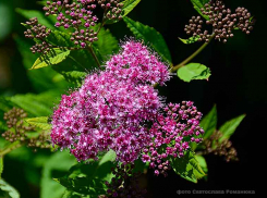 В сегодняшнем, воскресном прогнозе для Камышина синоптики показали грозу и шквал без дождя