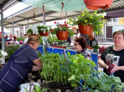 В Камышине в конце мая оживились цветочные базары