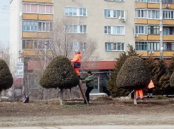 Озеленители Камышина вышли на спуск Бородинского моста стричь туи «под грибы»
