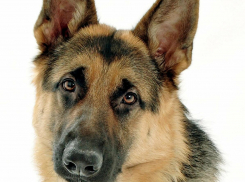 Замначальника камышинской ИК-5 осужден к 100 тысячам рублей штрафа по «собачьему» делу