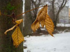 С утра Камышин накрыл туман