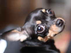 Хозяин собаки, скончавшейся в ветклинике, жестоко избил женщину-ветеринара