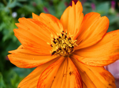 В Камышине жара сменилась отличной комфортной погодой