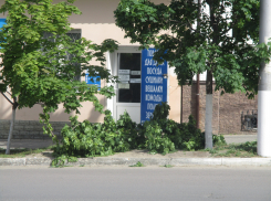   Чуть не половину дерева варварски сломали  на улице Пролетарской в Камышине, - камышанка
