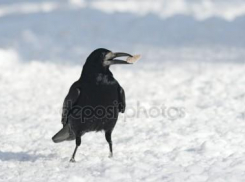 В Камышине птицы перенимают «моду» у астраханских сородичей швырять камнями в лобовое стекло машин