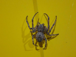 Пользователи собрали в соцсетях жутковатую коллекцию камышинских пауков