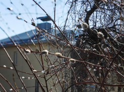 В Камышине 12 марта вновь будут журчать ручьи: погодная повестка на 12 марта