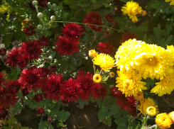 Сегодня, 4 октября, в Камышине тепло, завтра немного похолодает