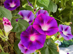 В Камышине сохранится 33-градусная жара, духота 11 июля - и никаких осадков (ВИДЕО)