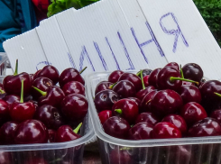 В Камышине наступает вишневый сезон, а вишню дешевле 250 рублей на рынках не купишь