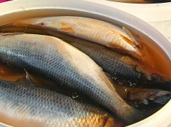 Почему этим летом в Волгу не пришла сельдь?