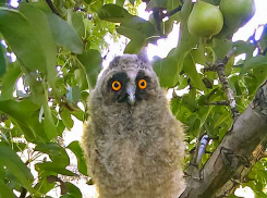 Как сова-дачница мне отдавала своих детей на «воспитание», - камышанин