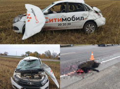 Водитель в больнице, кабаны мертвы: что случилось на трассе под Волгоградом