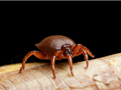 Кровососы-клещи покусали почти полтысячи детей в Волгоградской области