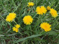 Очень бодрящий день с проблесками солнца и ветерком: погода на 3 мая в Камышине