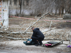 Женщину убил упавший тополь: подробности трагедии в Волгограде, - VPRAVDA.RU