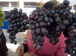 В Камышине настала виноградная пора