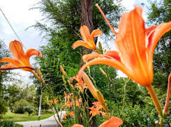 Жарко и солнечно: «горячая», как и положено в разгар лета, погодная повестка для Камышина на 18 июля