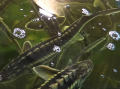 Генерал-майор полиции Ирина Волк: «В Волгограде полицейские пресекли незаконную деятельность цеха по выращиванию особо ценных осетровых пород рыб» (ВИДЕО)