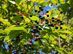 Синоптики предсказали в последний день лета в Камышине дождь, которого пока нет