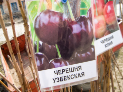 В Камышине на открывшихся ярмарках саженцев горожанам предлагают сливу-исполинку и узбекскую черешню