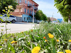 В Камышине начались покушения на... липовый цвет, - камышанка