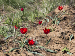 Природоохранная прокуратура оштрафовала нефтяников, небезопасно работающих в Камышинском районе
