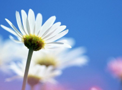 Камышин опять раскаляется, как солнечная сковородка