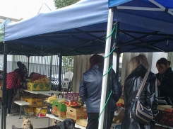 Пассивность властей в истории с бездомными псами провоцирует жестокость у горожан, - камышанка