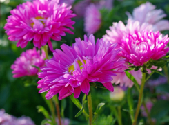 В Камышин пожалуют дожди