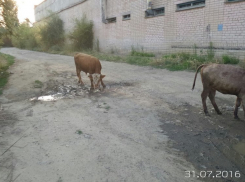 Жителей Камышина шокировали разгуливающие по городу коровы и быки