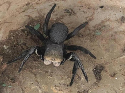 Страшный паук напугал волгоградскую семью