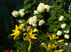 Первый день самого жаркого летнего месяца приходит в Камышин прохладным и с дождем