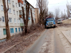 На улице Гороховской в Камышине уничтожают последние деревья, зачем? - камышанка