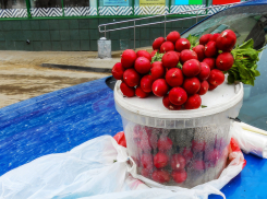 Камышане вырастили и выложили на продажу свежую редиску