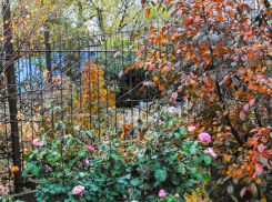 В Камышине ночью очень свежо, а днем вполне комфортно: погодная повестка на 17 октября