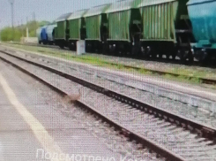 Камышане опубликовали в соцсетях ролик с «встречающим» зайцем на железнодорожных путях у вокзала (ВИДЕО)