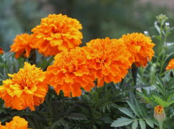 Камышан ожидает свежий и пасмурный день