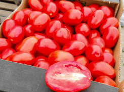 Камышан пообещали накормить вялеными томатами и сливами и маринованным имбирем местного производства