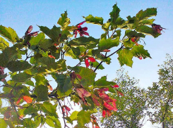 Прогноз погоды в Камышине: жары не предвидится