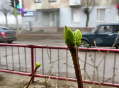 Дождь со снегом прогнозируют синоптики в Камышине сегодня, 18 марта